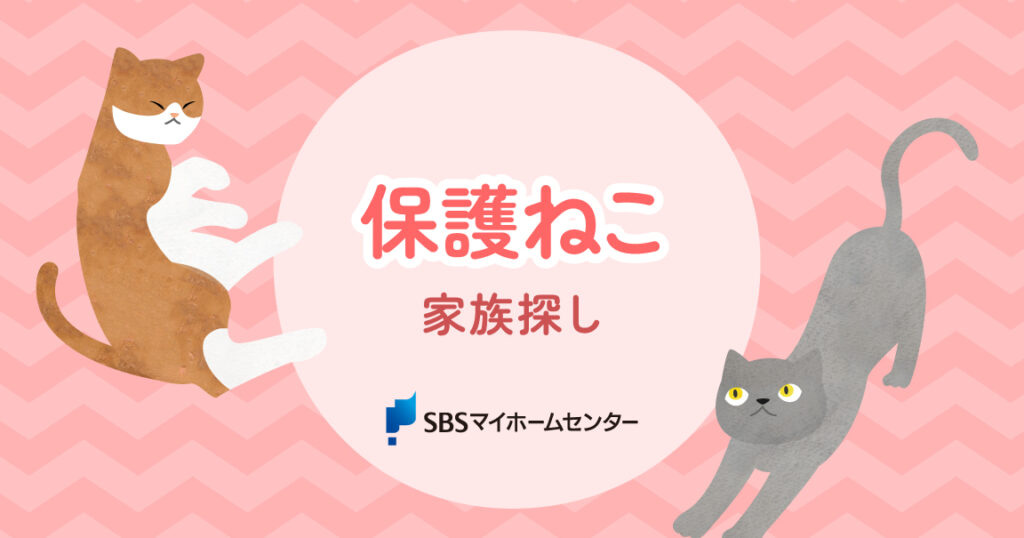 今週のマイホームセンターイベント🐈