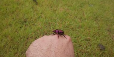 紫色の虫