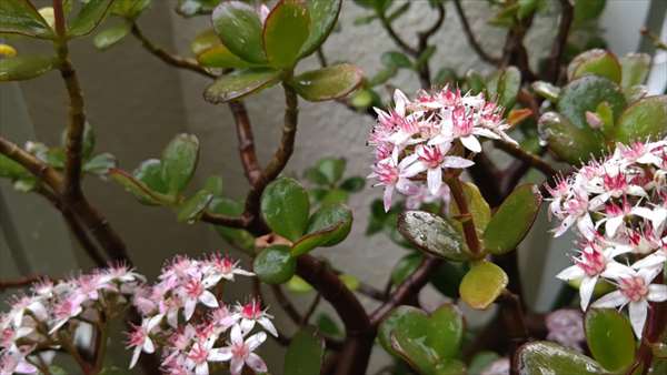 お金の成る木の花を発見 静岡市 注文住宅 マルモホーム